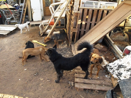 Abandoned Foreclosure Animals Create Health Problems