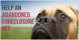 Abandoned Foreclosure Pets