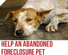 Abandoned Foreclosure Pets Abandoned Foreclosure Pets