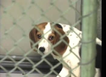 Humane Society Helps Cut Down Number of Abandoned Animals
