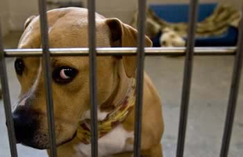 Pet Shelters in Central Valley Increase Euthanasia Rates