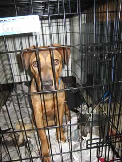 Abandoned Foreclosure Pet Rescuers Seek Adoptive Owners