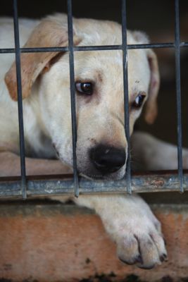 Abandoned Foreclosure Pets Get Care from Donors, Shelters