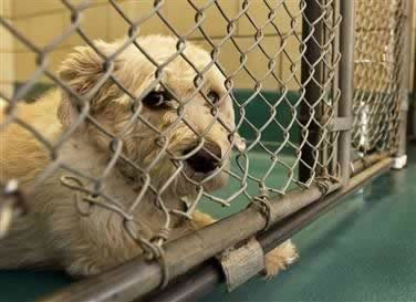 Know where you can adopt abandoned foreclosure pets