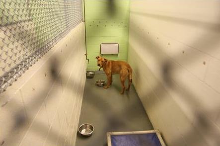 Pets Abandoned by Foreclosed Owners Are Getting Some Help