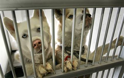 Pet Shelters Compelled to Euthanize Animals