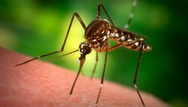 Mosquito | Foreclosure Crisis