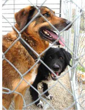 Green Country, Oklahoma Experiencing Increase in Abandoned Animals