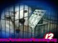 Increase in Abandoned Pets Due to Foreclosures